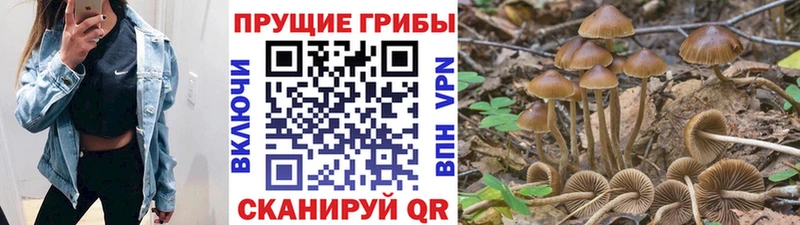 купить  цена  Елец  omg ONION  Галлюциногенные грибы Cubensis 